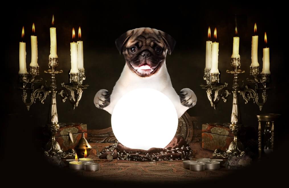 Мопс-предсказатель угадывает будущее по книгам Дарьи Донцовой